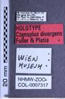 Etiketten zu Ctenoplus divergens (NHMW-ZOO-COL-0007317)